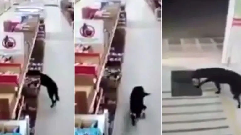 Perro robando comida