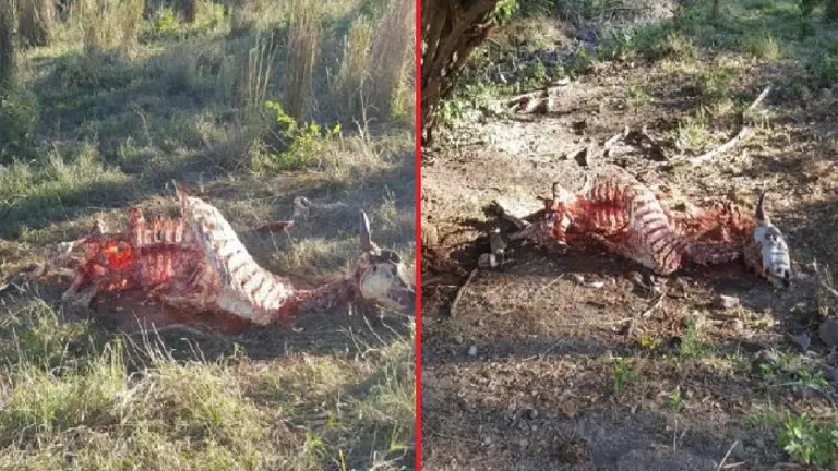 Dos vacas destazadas