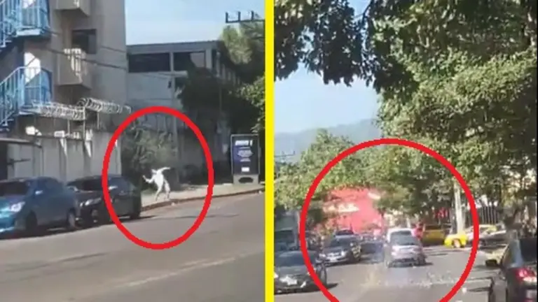 Lanza morteros a carros