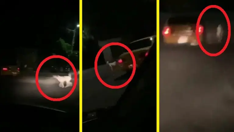 Perro abandonado