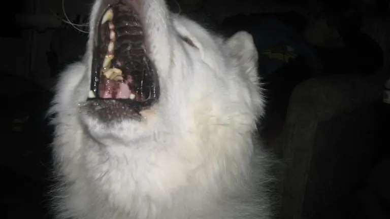 samoyedo bravo