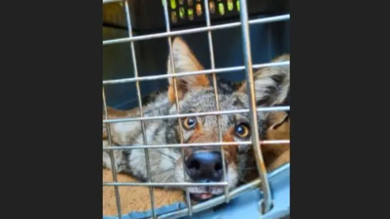 Coyote rescatado