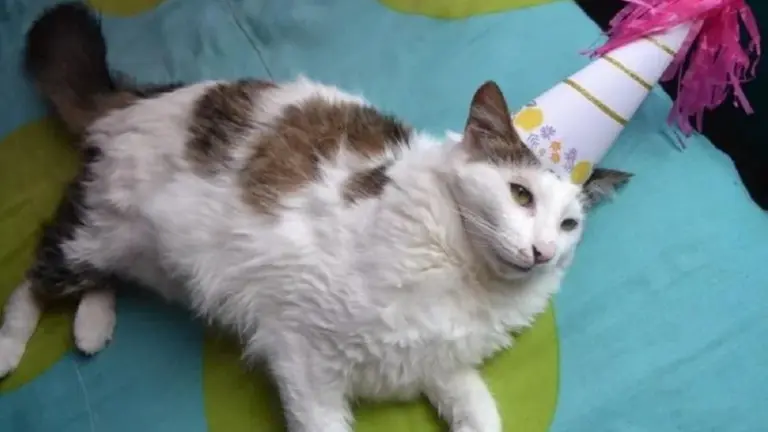 Gato cumpleañero