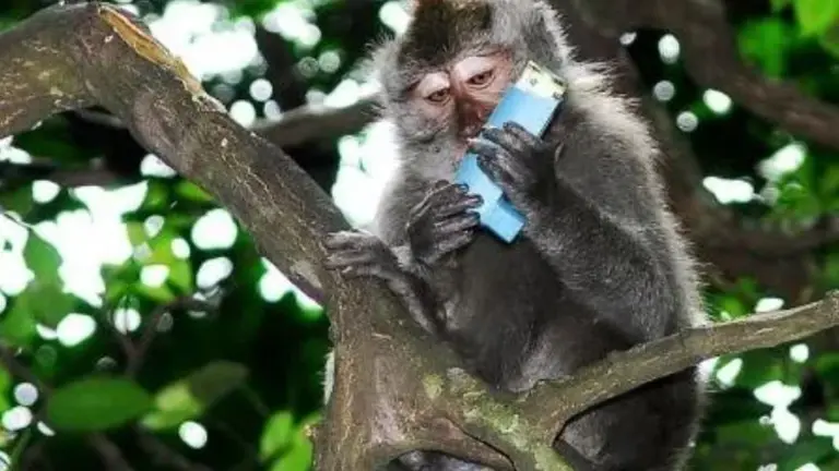 Mono pidiendo rescate