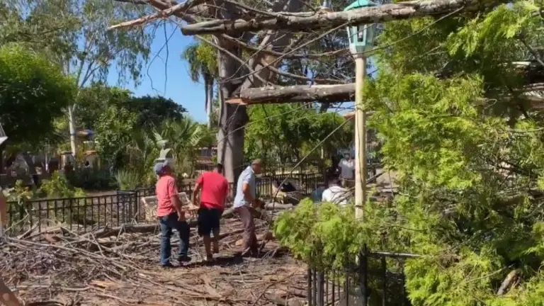 Mujer sobrevive a caída de árbol