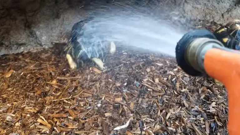 Tortuga bailadora