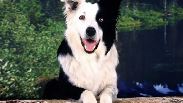 Un Collie