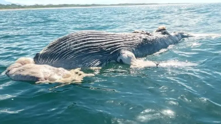 Ballena muerta en la Barra