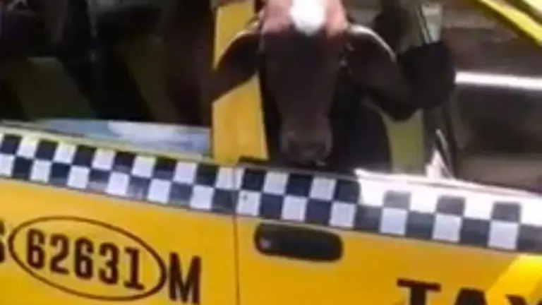 Vaca en taxi