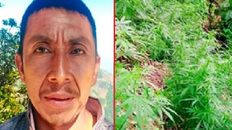 Plantación de marihuana