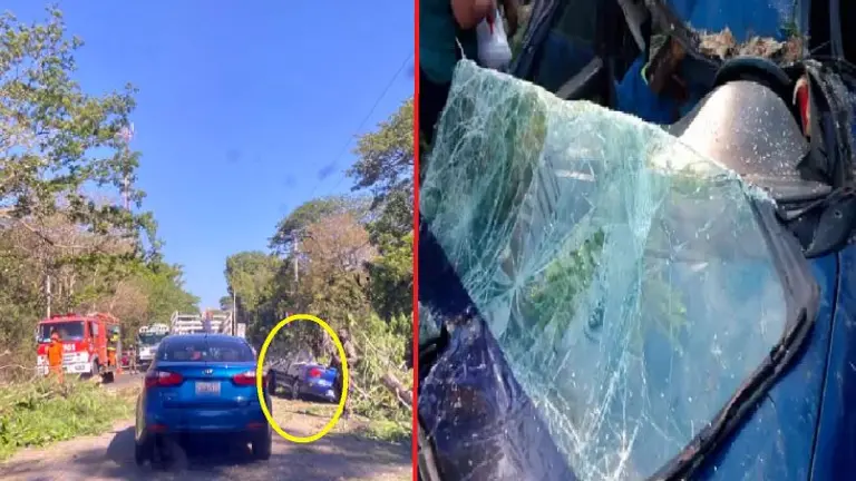 Le cayó encima un árbol