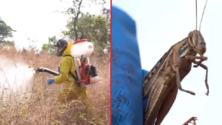 Fumigación para langosta voladora