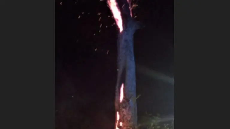 Árbol incendiado