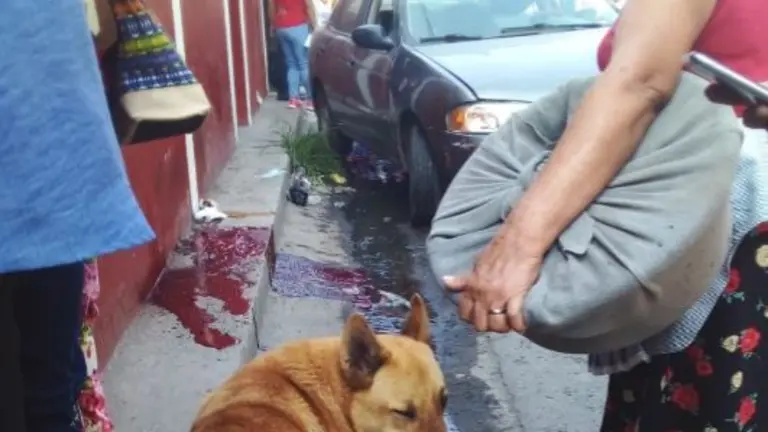 Mujer atropella a adulto mayor