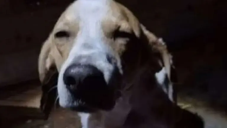 Perro Fofinho