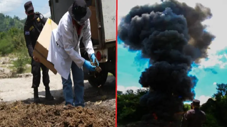 Queman droga valorada en más de $150,000