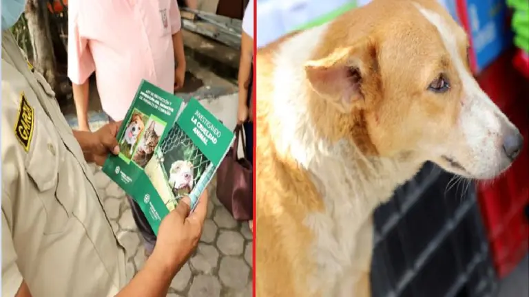 Más de $1,400 por maltratar a perro