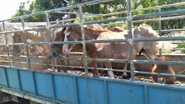 Intendando ingresar caballos