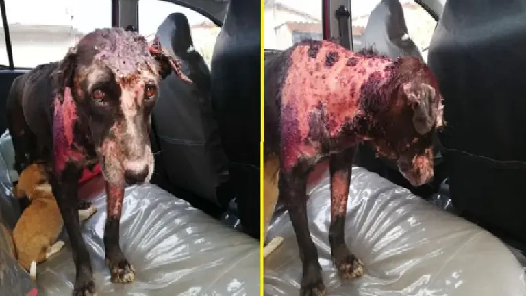 Queman con agua hirviendo a perra