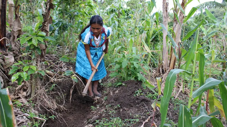 mujer agricultura