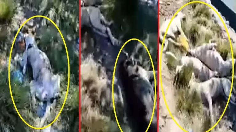 Seis perros envenenados