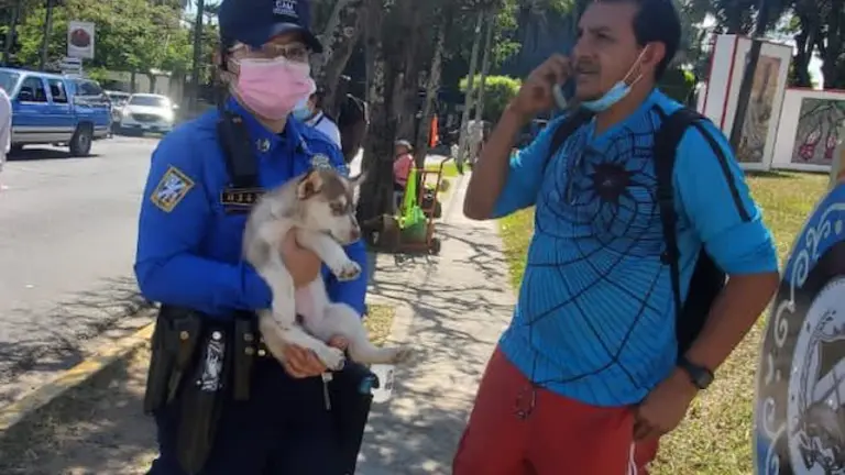 CAM- PERRO HUSKY
