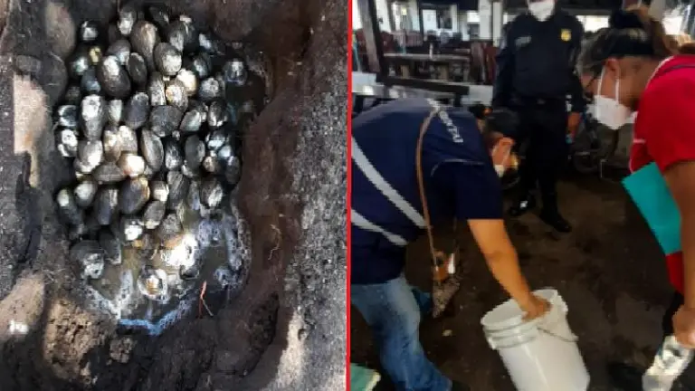 Moluscos decomisados