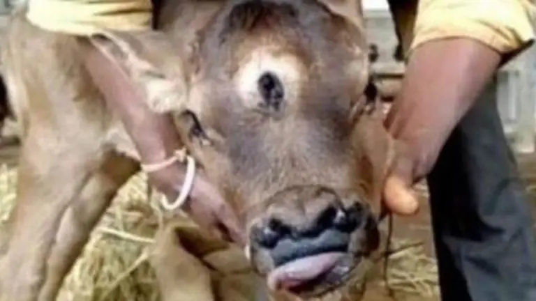 Ternero con tres ojos