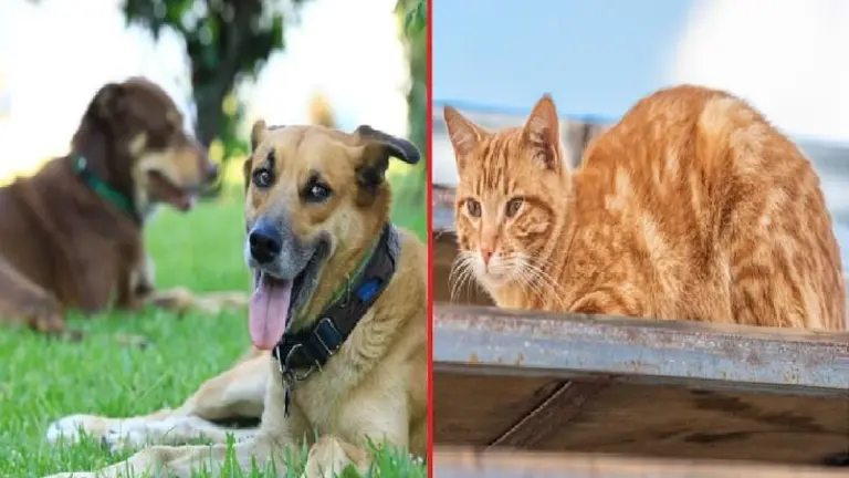 Para quienes maltraten a los animales