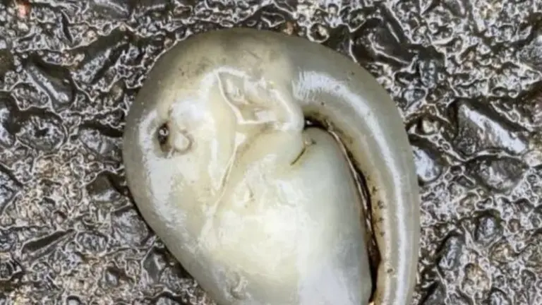 Extraterrestre después de fuerte lluvia