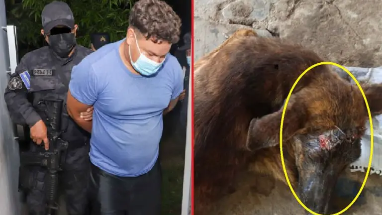 Machetazo a perro