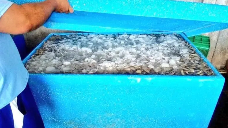 Camarón decomisado