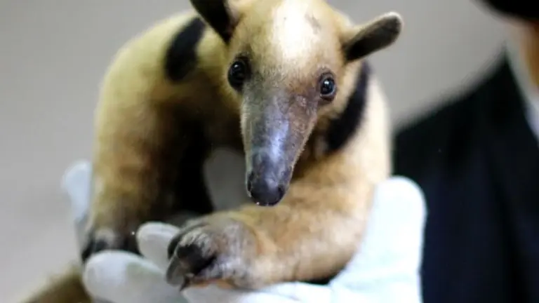 Rescatan a oso hormiguero