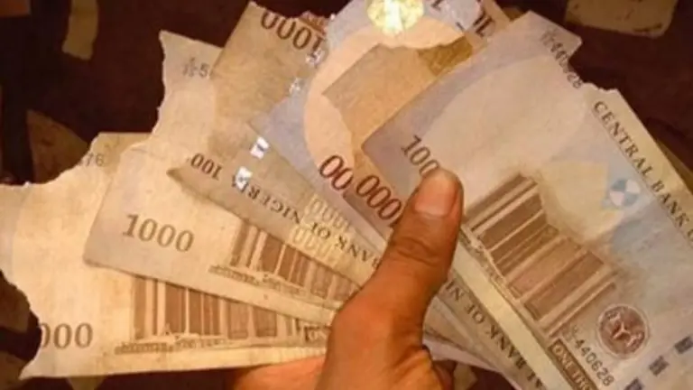 dinero comido por ratas