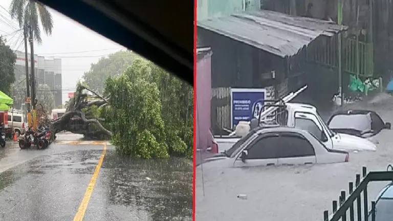 Árboles caídos y calles inundadas