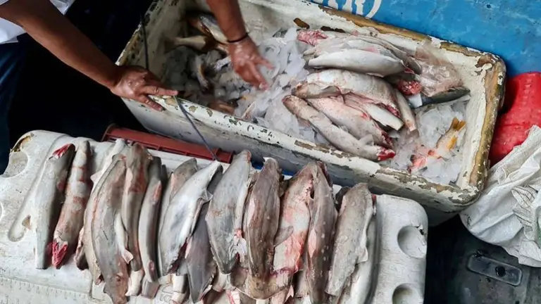 Tiburoncitos