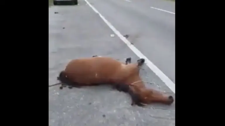 Caballo herido