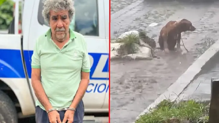 Perro bajo la lluvia