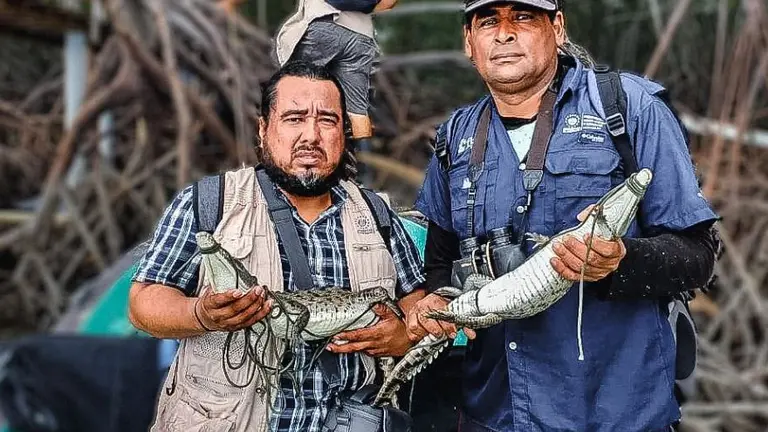 Rescatan a dos cocodrilos