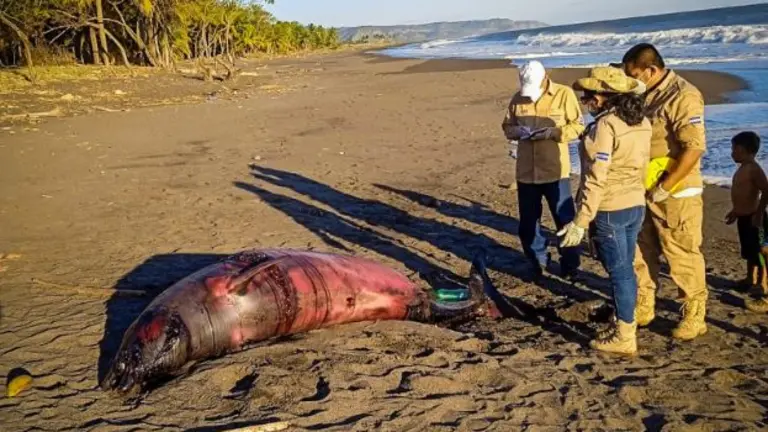Ballena muerta en bocana de Sonsonate