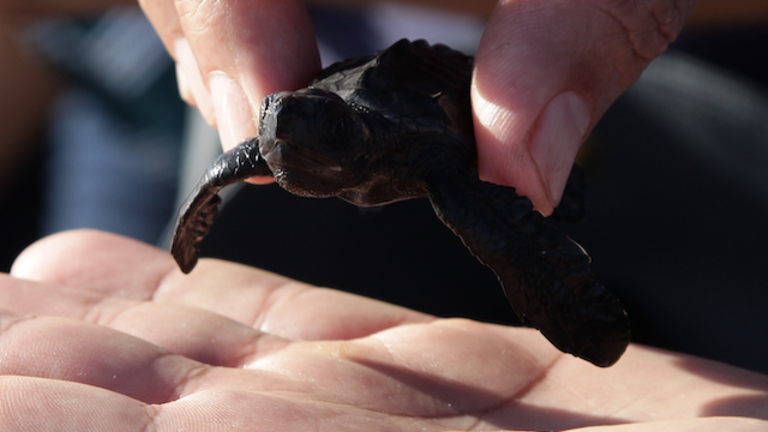 Jornada de Liberación de Tortuga Golfina en el Criadero de la playa de San Diego, en La Libertad, El Salvador, el 21 de enero de 2023
Foto Banco Davivienda/ Salvador Meléndez