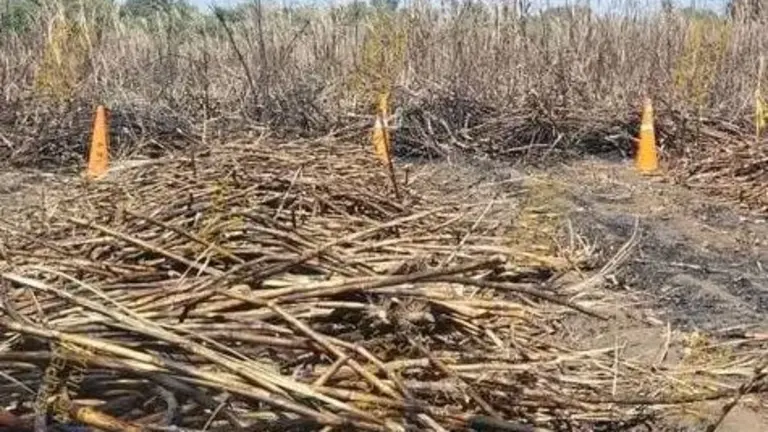 Calcinado en cañales