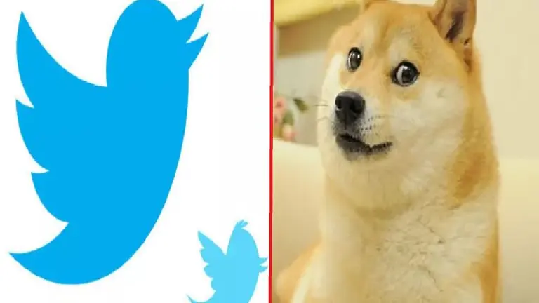 Perro Doge