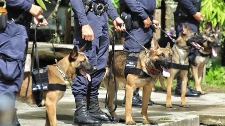 Unidad Canina K-9 DAN PNC