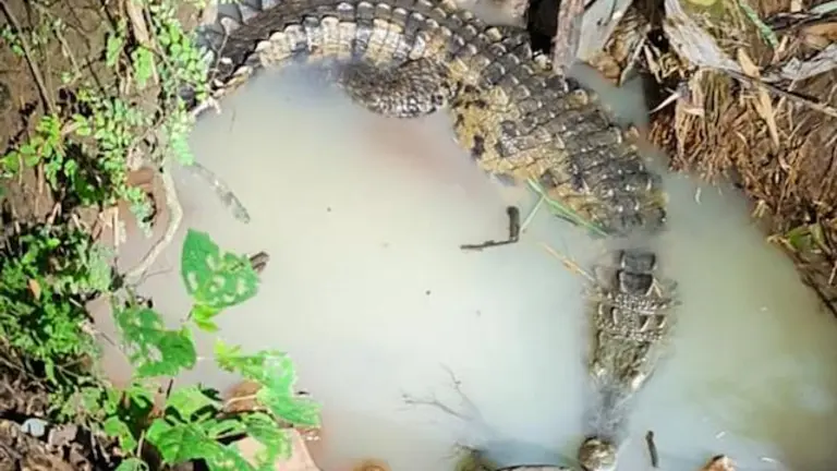 Cocodrilo Santiago Nonualco