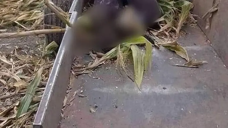 Hombre muerto por máquina trituradora Chalchuapa Santa Ana