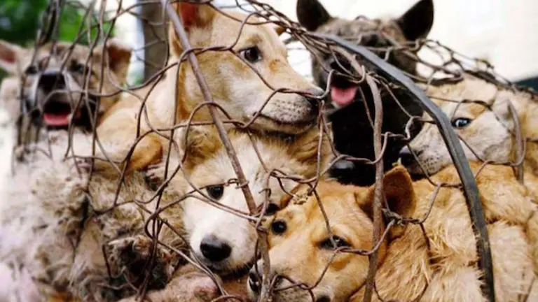 Perros Corea del Sur