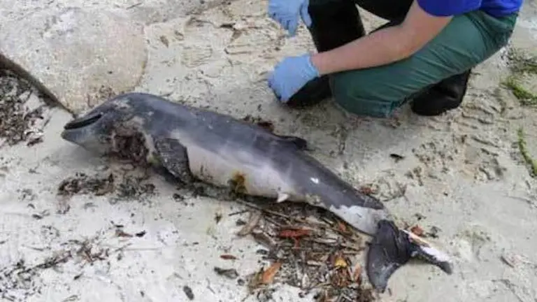 delfin-bebe-muerto