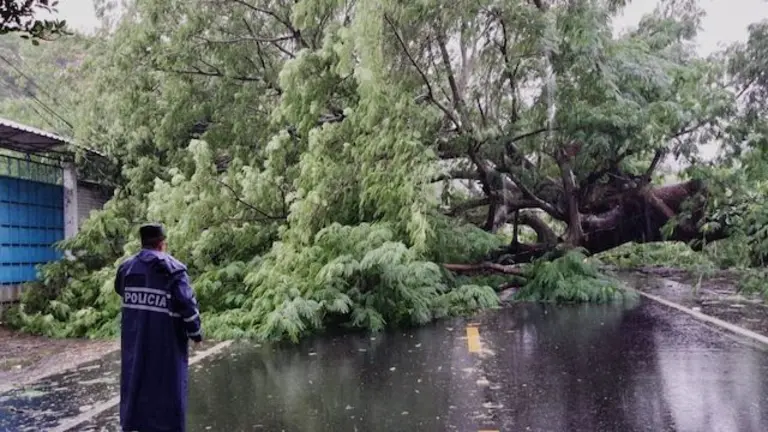 árbol caído 18-06-2024 lluvias 