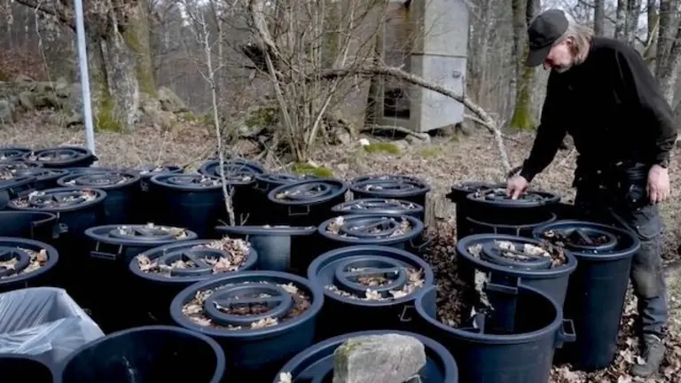 Barriles con heces en Suecia